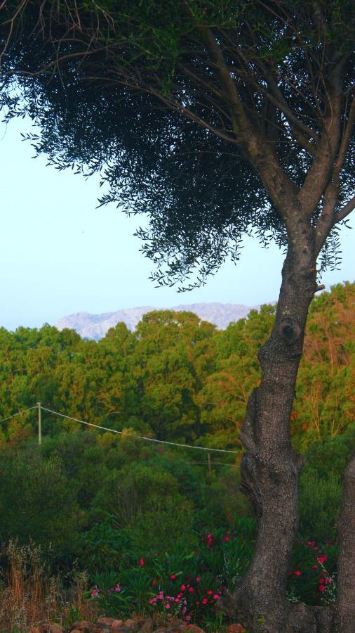 Sole Matto Rooms Όλμπια Εξωτερικό φωτογραφία